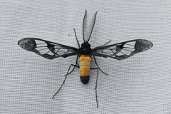 Cosmosoma stibosticta