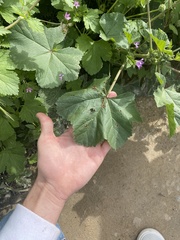 Malva multiflora