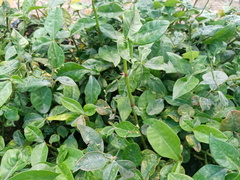 Euphorbia lancifolia