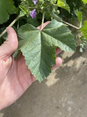 Malva multiflora