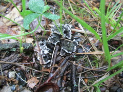 Thelephora cuticularis