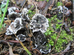 Thelephora cuticularis
