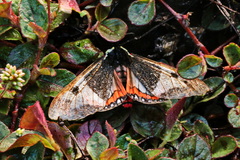 Dysschema panamensis