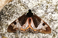 Dysschema panamensis