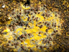 Lecania rabenhorstii