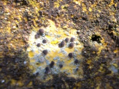 Lecania rabenhorstii