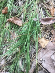 Dichanthelium angustifolium