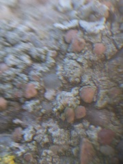 Lecania rabenhorstii