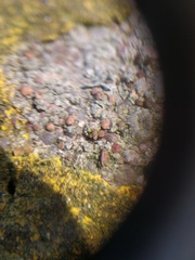 Lecania rabenhorstii