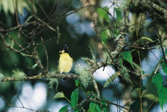 Machlolophus holsti