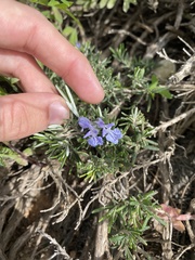 Salvia rosmarinus