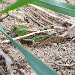 Locusta migratoria cinerascens