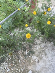 Anacyclus valentinus