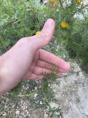 Anacyclus valentinus