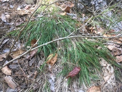 Dichanthelium angustifolium