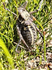 Acanthoplus discoidalis