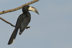 Lophoceros fasciatus