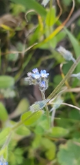 Myosotis