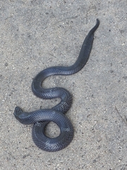 Elapsoidea boulengeri