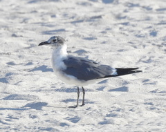 Leucophaeus atricilla