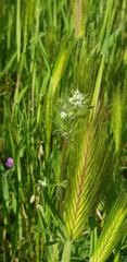 Hordeum