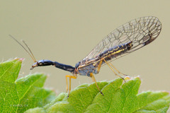 Raphidiinae