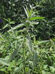 Leucas martinicensis