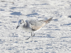 Leucophaeus atricilla