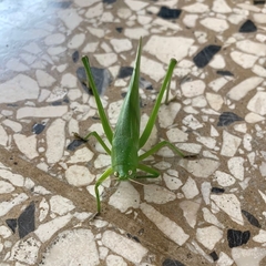 Orthoptera