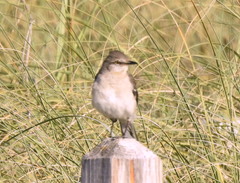 Mimus polyglottos