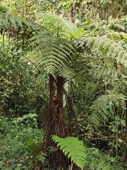 Alsophila spinulosa