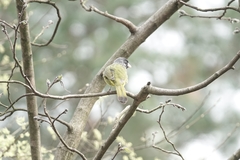 Spizixos semitorques