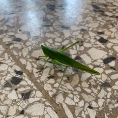 Orthoptera