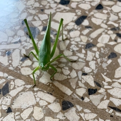 Orthoptera