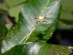 Argiope