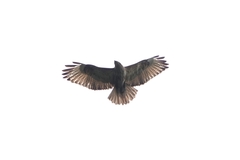 Buteo
