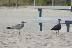 Leucophaeus atricilla
