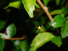Argiope