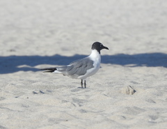 Leucophaeus atricilla