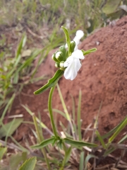 Leucas glabrata
