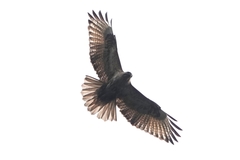 Buteo