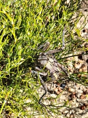 Acanthoplus discoidalis
