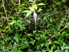 Orthetrum sabina