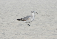 Leucophaeus atricilla