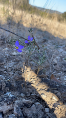 Giliastrum rigidulum