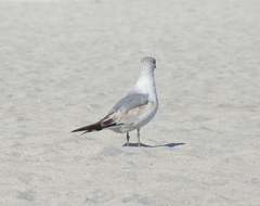 Leucophaeus atricilla