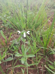 Leucas glabrata