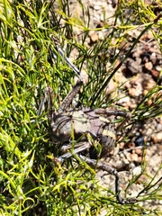 Acanthoplus discoidalis
