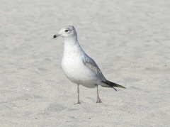 Larus delawarensis