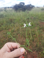 Leucas glabrata
